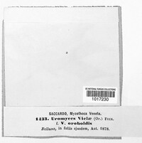 Uromyces viciae-fabae image